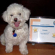 Stewie, graduate of basic dog obedience training class